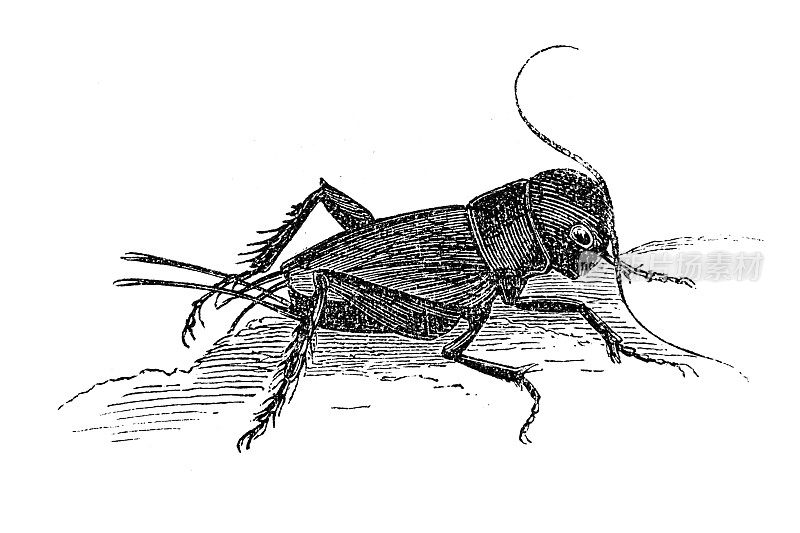 Gryllus campestris，欧洲的野蟋蟀，简称野蟋蟀